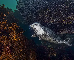Harbor seal (Phoca vitulina) using a large, encrusted boulder as a tool to scratch itself Harbor seal (Phoca vitulina) using a large, encrusted boulder as a tool to scratch itself