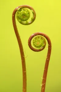 Two hard fern (Blechnum spicant) fronds uncurling, Coombe Valley, Cornwall, UK. May Two hard fern (Blechnum spicant) fronds uncurling, Coombe Valley, Cornwall, UK. May