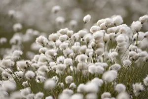 Harestail cottongrass (Eriophorum vaginatum) in flower, Flow Country, Forsinard, Caithness Harestail cottongrass (Eriophorum vaginatum) in flower, Flow Country, Forsinard, Caithness