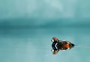 Harlequin duck (Histrionicus histrionicus) male swimming, Iceland, June 2011 Harlequin duck (Histrionicus histrionicus) male swimming, Iceland, June 2011