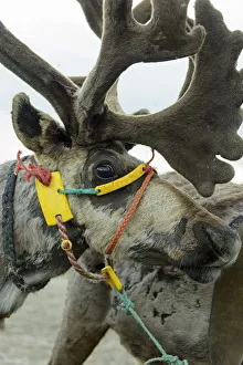 Harnessed Reindeer (Rangifer tarandus), Nenets Autonomous Okrug, Arctic, Russia, July Harnessed Reindeer (Rangifer tarandus), Nenets Autonomous Okrug, Arctic, Russia, July