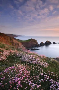 Hartland Quay, coastline with flowering Thrift (Armeria maritima) North Devon, UK Hartland Quay, coastline with flowering Thrift (Armeria maritima) North Devon, UK
