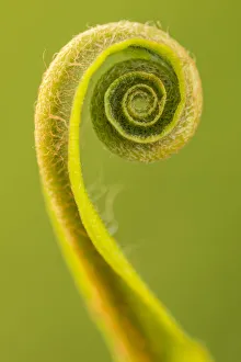 Harts tongue fern (Phyllitis scolopendrium) leaf unfurling, Cornwall, UK, May Harts tongue fern (Phyllitis scolopendrium) leaf unfurling, Cornwall, UK, May
