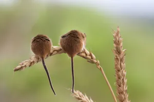 Harvest mice (Micromys minutus), captive, UK, June Harvest mice (Micromys minutus), captive, UK, June