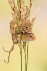 Harvest mice (Micromys minutus) on grass stems, Devon, UK. July 2016. Captive Harvest mice (Micromys minutus) on grass stems, Devon, UK. July 2016. Captive