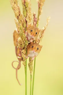 Harvest mice (Micromys minutus) on grass stems, Devon, UK. July Captive Harvest mice (Micromys minutus) on grass stems, Devon, UK. July Captive