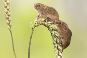 Harvest mice (Micromys minutus), UK, June, captive Harvest mice (Micromys minutus), UK, June, captive