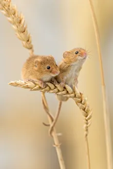 Harvest mice (Micromys minutus) on wheat stems, Devon, UK, July Harvest mice (Micromys minutus) on wheat stems, Devon, UK, July