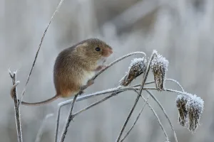 Harvest mouse (Micromys minutus) climbing on frosty seedhead, Hertfordshire, England Harvest mouse (Micromys minutus) climbing on frosty seedhead, Hertfordshire, England