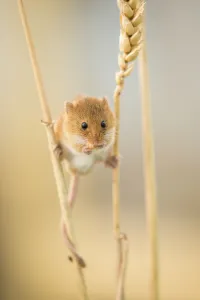 Harvest mouse (Micromys minutus) on wheat stem feeding, Devon, UK, July. Captive Harvest mouse (Micromys minutus) on wheat stem feeding, Devon, UK, July. Captive