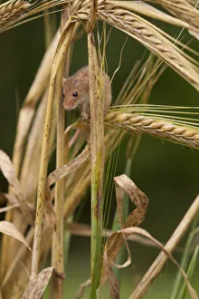 Harvest mouse (Micromys minutus) on barley cereal, Yorkshire, UK Captive Harvest mouse (Micromys minutus) on barley cereal, Yorkshire, UK Captive