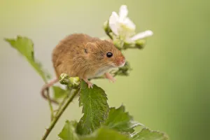 Harvest mouse (Micromys minutus) on Bramble (Rubus) plant, Devon, England, UK, May Harvest mouse (Micromys minutus) on Bramble (Rubus) plant, Devon, England, UK, May