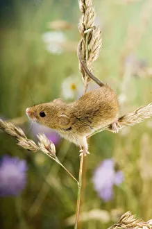 Harvest mouse {Micromys minutus} climbing on Cocksfoot grass with wildflower meadow behind Harvest mouse {Micromys minutus} climbing on Cocksfoot grass with wildflower meadow behind