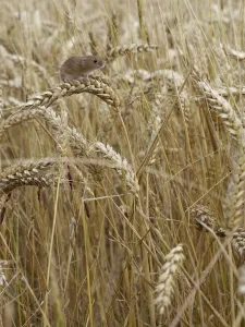 Harvest mouse (Micromys minutus) climbing among wheat, Hertfordshire, England, UK Harvest mouse (Micromys minutus) climbing among wheat, Hertfordshire, England, UK