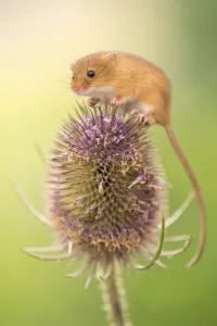 Harvest mouse (Micromys minutus) on teasel seed head, Devon, UK. Captive Harvest mouse (Micromys minutus) on teasel seed head, Devon, UK. Captive