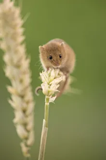 Harvest mouse (Micromys minutus) on wheat stem, Devon, UK (captive). May Harvest mouse (Micromys minutus) on wheat stem, Devon, UK (captive). May