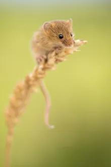 Harvest mouse (Micromys minutus) on wheat stem, Devon, UK (captive). May Harvest mouse (Micromys minutus) on wheat stem, Devon, UK (captive). May