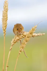 Harvest mouse (Micromys minutus) on wheat stem, Devon, UK captive Harvest mouse (Micromys minutus) on wheat stem, Devon, UK captive