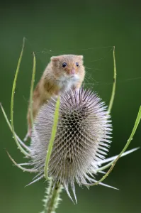 Harvest mouse (Microymys minutus) on teasel seed head. Dorset, UK August. Captive Harvest mouse (Microymys minutus) on teasel seed head. Dorset, UK August. Captive