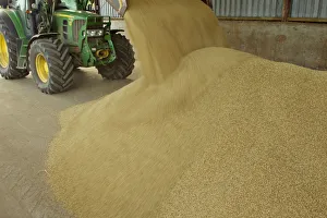 Harvested Barley (Hordeum vulgare) grain being unloaded into a storage barn, Scotland Harvested Barley (Hordeum vulgare) grain being unloaded into a storage barn, Scotland