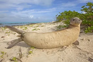 Hawaiian monk seal (Monachus schauinslandi) hauled out, Sand Island, Midway, Hawaii Hawaiian monk seal (Monachus schauinslandi) hauled out, Sand Island, Midway, Hawaii