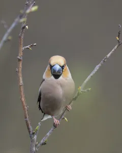 Hawfinch (Coccothraustes coccothraustes), male perched on twig, Uto, Finland, May Hawfinch (Coccothraustes coccothraustes), male perched on twig, Uto, Finland, May