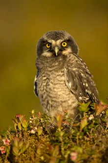 Hawk Owl young (Surnia ulula), Finland, June Hawk Owl young (Surnia ulula), Finland, June