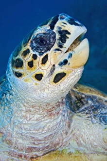 Images Dated 13th January 2007: Hawksbill turtle (Eretmochelys imbricata) feeding on soft coral (Litophyton arboreum
