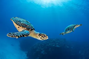 Hawksbill turtle (Eretmochelys imbricata) pair circling each other above coral reef Hawksbill turtle (Eretmochelys imbricata) pair circling each other above coral reef