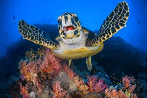 Hawksbill turtle (Eretmochelys imbricata) feeding on Red soft coral (Dendronepthya sp Hawksbill turtle (Eretmochelys imbricata) feeding on Red soft coral (Dendronepthya sp