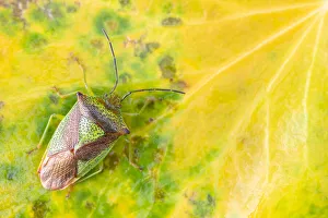 Hawthorn shieldbug (Acanthosoma haemorrhoidale) on leaf, Broxwater, Cornwall, UK Hawthorn shieldbug (Acanthosoma haemorrhoidale) on leaf, Broxwater, Cornwall, UK