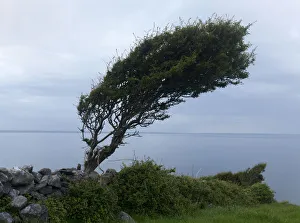 Hawthorn tree (Crataegus monogyna) shaped by the wind, Burren region, County Clare Hawthorn tree (Crataegus monogyna) shaped by the wind, Burren region, County Clare