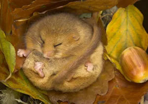 Hazel Dormouse (Muscardinus avellanarius) hibernating amongst leaves and acorns. Captive Hazel Dormouse (Muscardinus avellanarius) hibernating amongst leaves and acorns. Captive