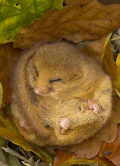 Hazel Dormouse (Muscardinus avellanarius) hibernating amongst leaves. Captive. Leicestershire Hazel Dormouse (Muscardinus avellanarius) hibernating amongst leaves. Captive. Leicestershire