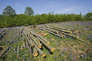 Hazel dormouse (Muscardinus avellanarius), Chestnut coppice and Bluebells (Hyacinthoides Hazel dormouse (Muscardinus avellanarius), Chestnut coppice and Bluebells (Hyacinthoides