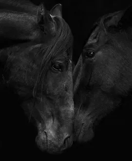 Head portrait of black Andalusian stallion and mare meeting for the first time in Head portrait of black Andalusian stallion and mare meeting for the first time in