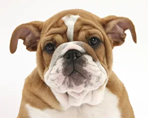 Head portrait of a Bulldog puppy, 11 weeks Head portrait of a Bulldog puppy, 11 weeks
