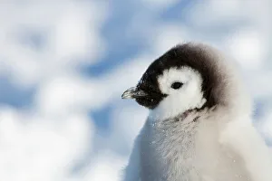 Head portrait of Emperor penguin chick (Aptenodytes forsteri) sitting in the snow Head portrait of Emperor penguin chick (Aptenodytes forsteri) sitting in the snow
