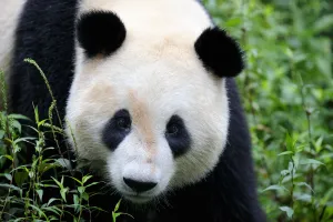 Head portrait of a Giant panda (Ailuropoda Melanoleuca) Bifengxia Giant Panda Breeding Head portrait of a Giant panda (Ailuropoda Melanoleuca) Bifengxia Giant Panda Breeding