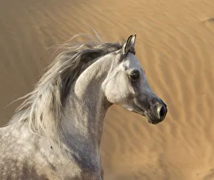 Head portrait of grey Arabian stallion running in desert dunes near Dubai, United Head portrait of grey Arabian stallion running in desert dunes near Dubai, United