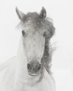 Head portrait of grey almost white Andalusian mare running in snow, Berthoud, Colorado Head portrait of grey almost white Andalusian mare running in snow, Berthoud, Colorado