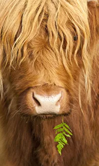Head portrait of Highland cow, Scotland, with tiny frond of bracken at corner of mouth Head portrait of Highland cow, Scotland, with tiny frond of bracken at corner of mouth