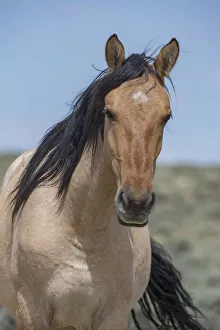 Head portrait of wild dun roan Mustang mare in Sand Wash Basin, Colorado, USA Head portrait of wild dun roan Mustang mare in Sand Wash Basin, Colorado, USA