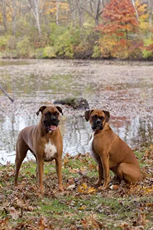 HeaPair of male Boxers fawn coloured with natural ears, sitting by lake in Autumn HeaPair of male Boxers fawn coloured with natural ears, sitting by lake in Autumn