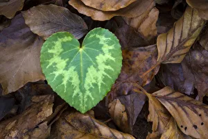 Heart-shaped leaf of Alpine Cyclamen (Cyclamen purpurascens) Heart-shaped leaf of Alpine Cyclamen (Cyclamen purpurascens)