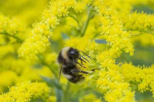 Heath bumblebee (Bombus jonellus) queen feeding on goldenrod flowers (Solidago) Heath bumblebee (Bombus jonellus) queen feeding on goldenrod flowers (Solidago)