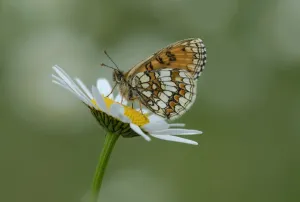 Heath fritillary butterfly (Melitaea athalia) on daisy flower, Pyrenees National Park Heath fritillary butterfly (Melitaea athalia) on daisy flower, Pyrenees National Park