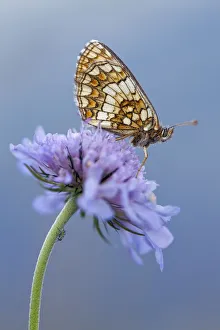 Heath fritillary (Melitaea athalia) resting on scabious flower, Nordtirol, Austrian Alps Heath fritillary (Melitaea athalia) resting on scabious flower, Nordtirol, Austrian Alps
