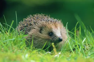 Hedgehog (Erinaceus europaeus) Scotland Hedgehog (Erinaceus europaeus) Scotland