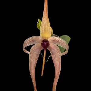 Hedgehog-shaped lip bulbophyllum (Bulbophyllum echinolabium), Cultivated in glasshouse Hedgehog-shaped lip bulbophyllum (Bulbophyllum echinolabium), Cultivated in glasshouse